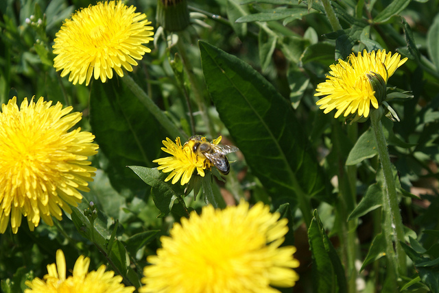 Make Your Own Dandelion Salve! It’s Easy! - Sugar Ridge Retreat Centre